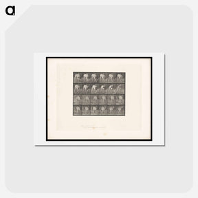 アートポストカード-Prowling Dog
 - エドワード マイブリッジ Postcard.