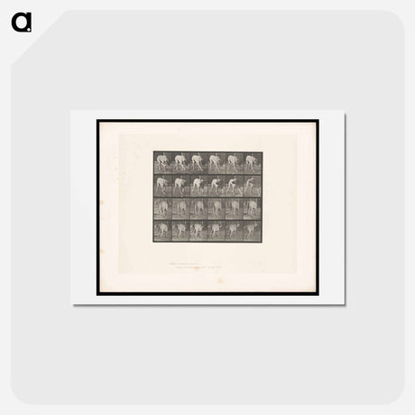 アートポストカード-Prowling Dog
 - エドワード マイブリッジ Postcard.