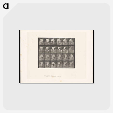 アートポストカード-Prowling Dog
 - エドワード マイブリッジ Postcard.