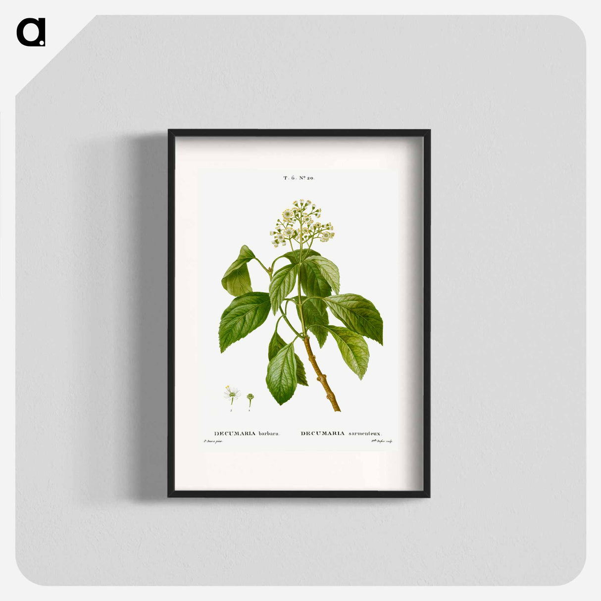 Climbing hydrangea - ピエール ジョゼフ ルドゥーテ Poster.