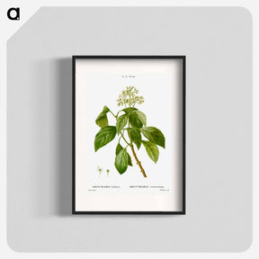 アートポスター-Climbing hydrangea - ピエール ジョゼフ ルドゥーテ Poster.