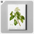 アートパネル-Climbing hydrangea - ピエール ジョゼフ ルドゥーテ Canvas.