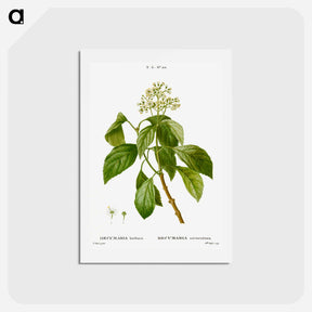アートポストカード-Climbing hydrangea - ピエール ジョゼフ ルドゥーテ Postcard.