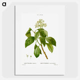 Climbing hydrangea - ピエール ジョゼフ ルドゥーテ Poster.