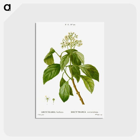 アートポストカード-Climbing hydrangea - ピエール ジョゼフ ルドゥーテ Postcard.