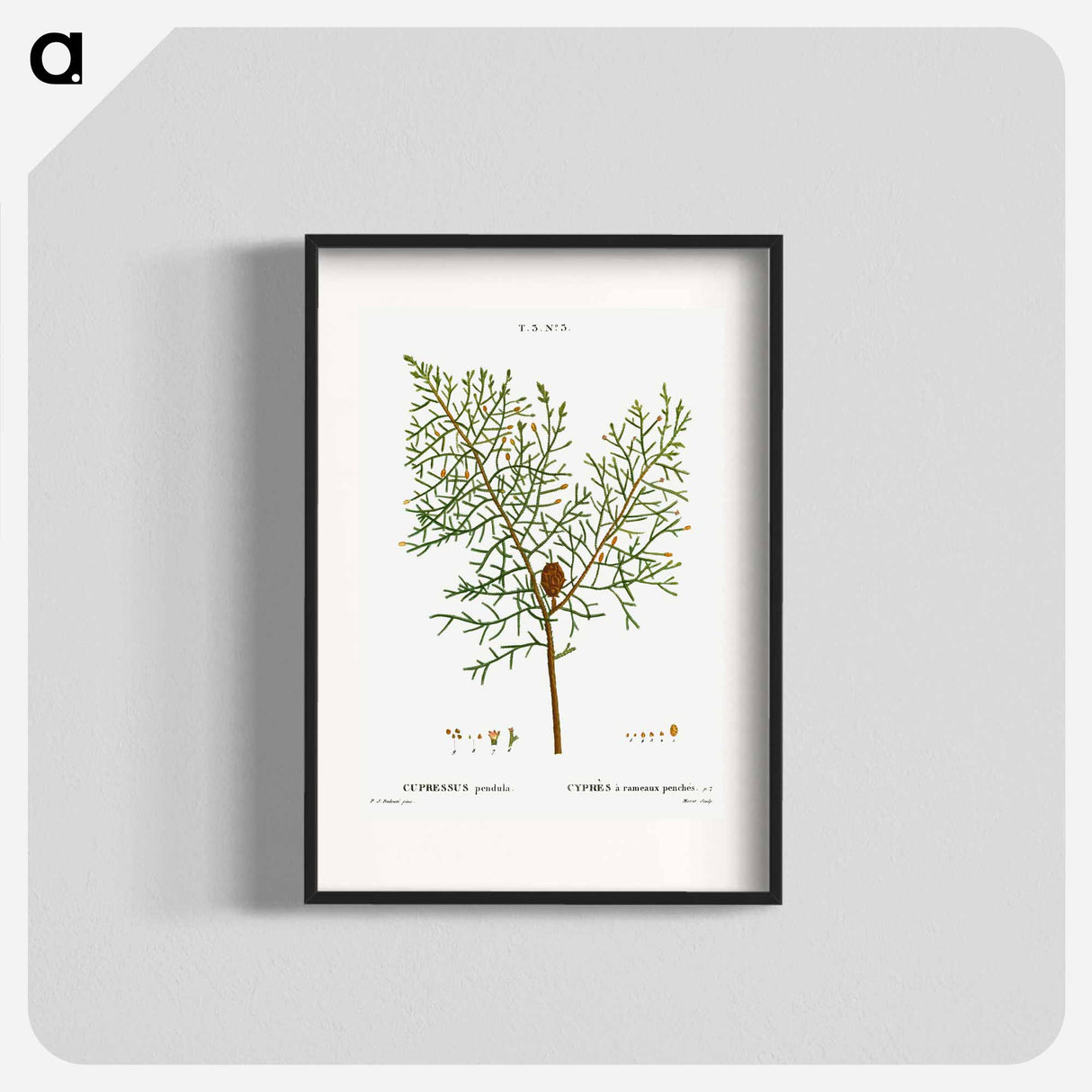 Chinese weeping cypress - Pierre Joseph Redouté Poster.