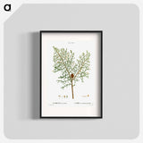 Chinese weeping cypress - Pierre Joseph Redouté Poster.