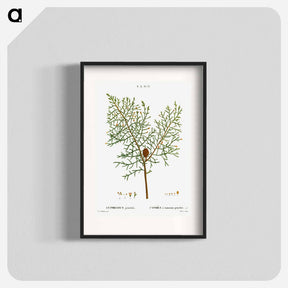 アートポスター-Chinese weeping cypress - ピエール ジョゼフ ルドゥーテ Poster.