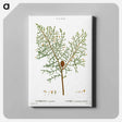 アートパネル-Chinese weeping cypress - ピエール ジョゼフ ルドゥーテ Canvas.