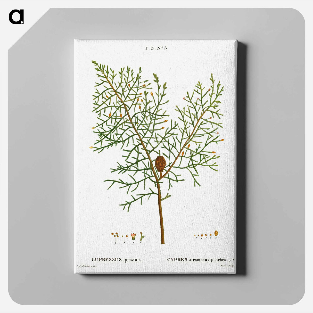 アートパネル-Chinese weeping cypress - ピエール ジョゼフ ルドゥーテ Canvas.