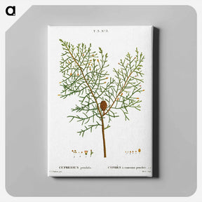 アートパネル-Chinese weeping cypress - ピエール ジョゼフ ルドゥーテ Canvas.