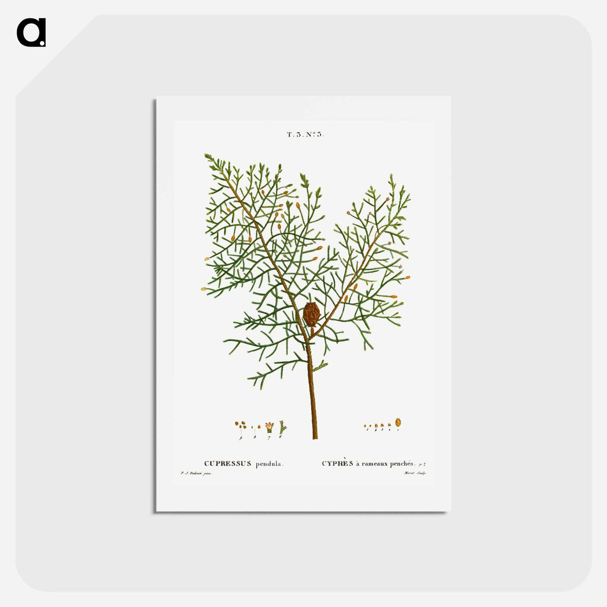 アートポストカード-Chinese weeping cypress - ピエール ジョゼフ ルドゥーテ Postcard.