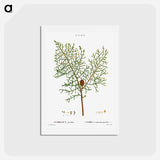 アートポストカード-Chinese weeping cypress - ピエール ジョゼフ ルドゥーテ Postcard.