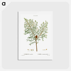 アートポストカード-Chinese weeping cypress - ピエール ジョゼフ ルドゥーテ Postcard.