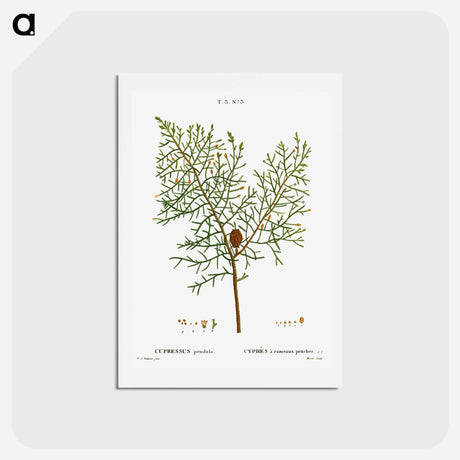 アートポストカード-Chinese weeping cypress - ピエール ジョゼフ ルドゥーテ Postcard.