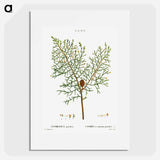 Chinese weeping cypress - Pierre Joseph Redouté Poster.