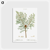 アートポストカード-Chinese weeping cypress - ピエール ジョゼフ ルドゥーテ Postcard.