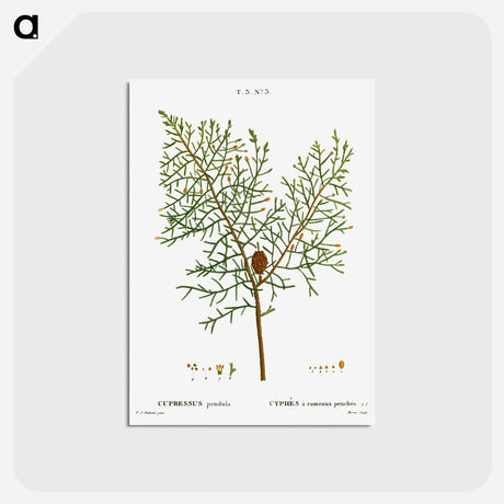 アートポストカード-Chinese weeping cypress - ピエール ジョゼフ ルドゥーテ Postcard.