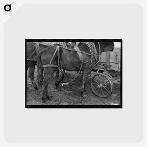 アートポストカード-Harnessed Mule, Eufaula
 - ラッセル リー Postcard.