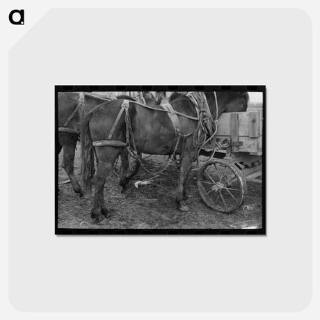 アートポストカード-Harnessed Mule, Eufaula
 - ラッセル リー Postcard.