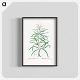 Narrow-leaved Spider Flower - Pierre Joseph Redouté Poster.