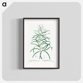アートポスター-Narrow-leaved Spider Flower - ピエール ジョゼフ ルドゥーテ Poster.