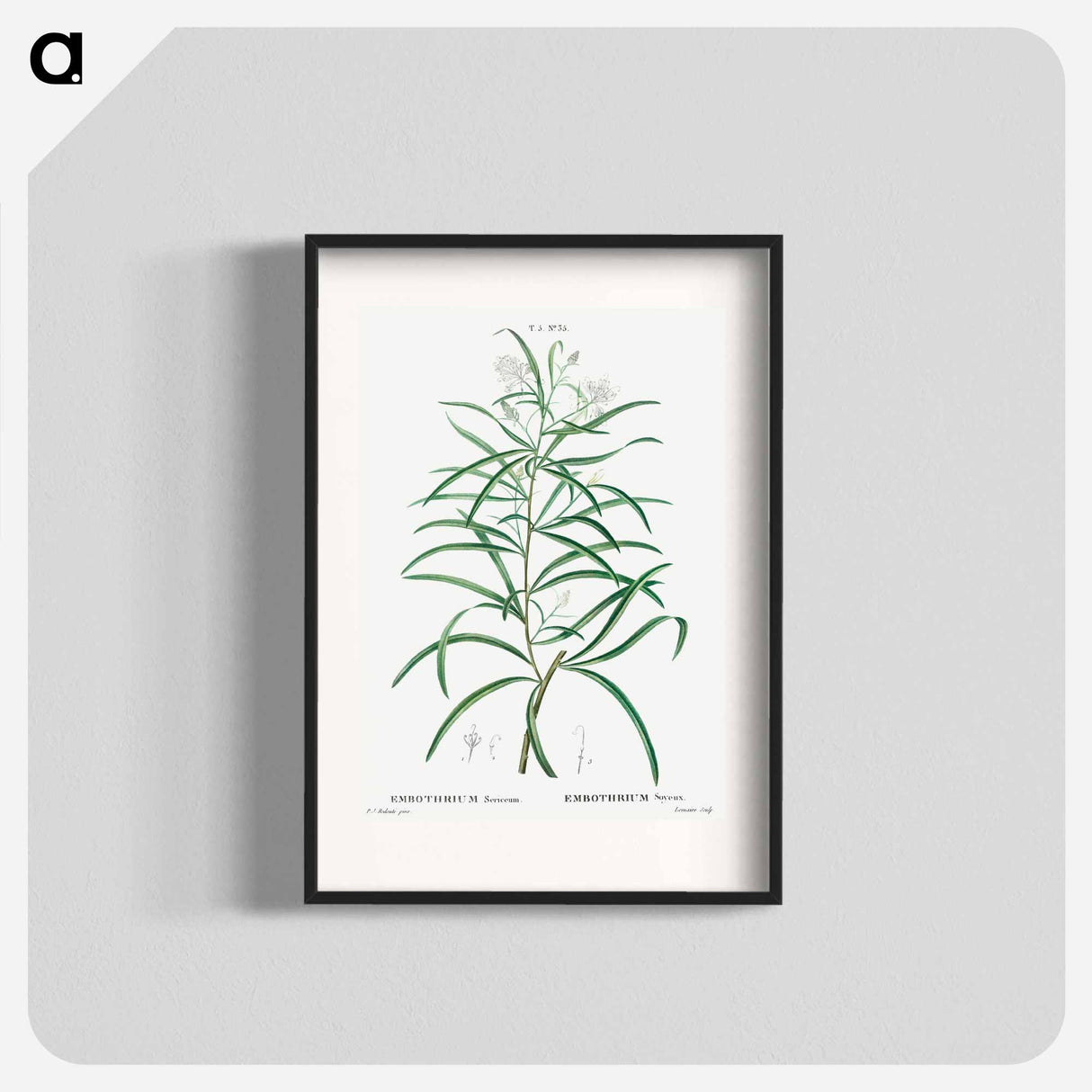 Narrow-leaved Spider Flower - ピエール ジョゼフ ルドゥーテ Poster.