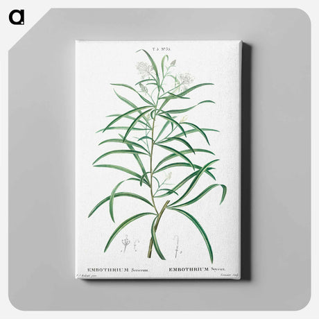 アートパネル-Narrow-leaved Spider Flower - ピエール ジョゼフ ルドゥーテ Canvas.
