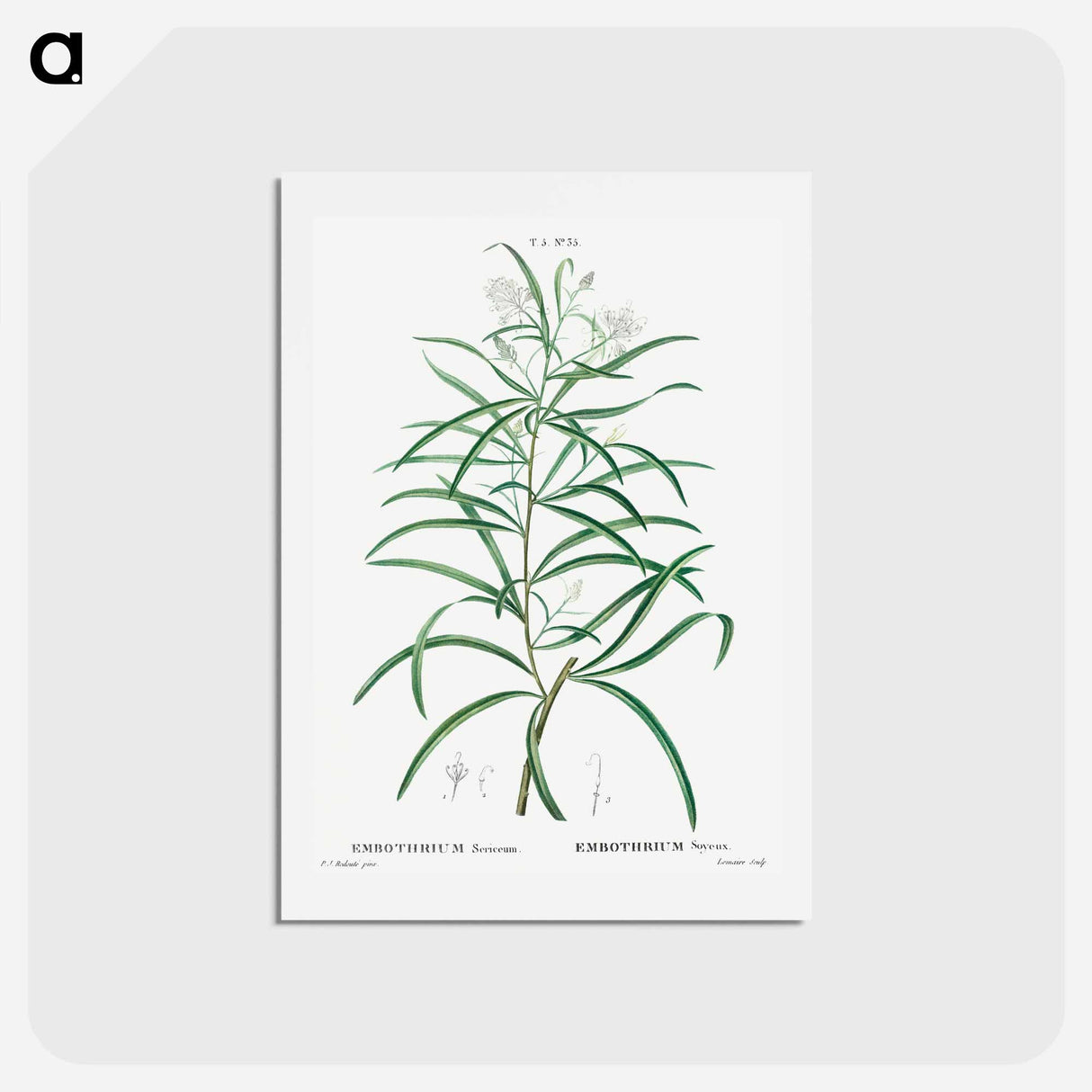 アートポストカード-Narrow-leaved Spider Flower - ピエール ジョゼフ ルドゥーテ Postcard.