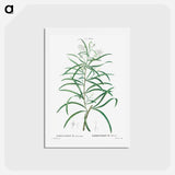 アートポストカード-Narrow-leaved Spider Flower - ピエール ジョゼフ ルドゥーテ Postcard.
