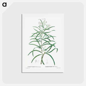 アートポストカード-Narrow-leaved Spider Flower - ピエール ジョゼフ ルドゥーテ Postcard.