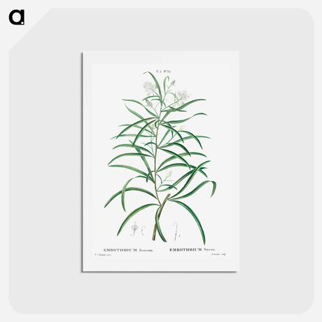 アートポストカード-Narrow-leaved Spider Flower - ピエール ジョゼフ ルドゥーテ Postcard.
