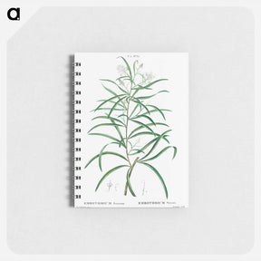 アートメモ帳-Narrow-leaved Spider Flower - ピエール ジョゼフ ルドゥーテ Memo.