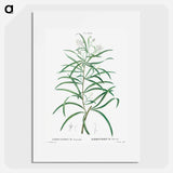 Narrow-leaved Spider Flower - ピエール ジョゼフ ルドゥーテ Poster.