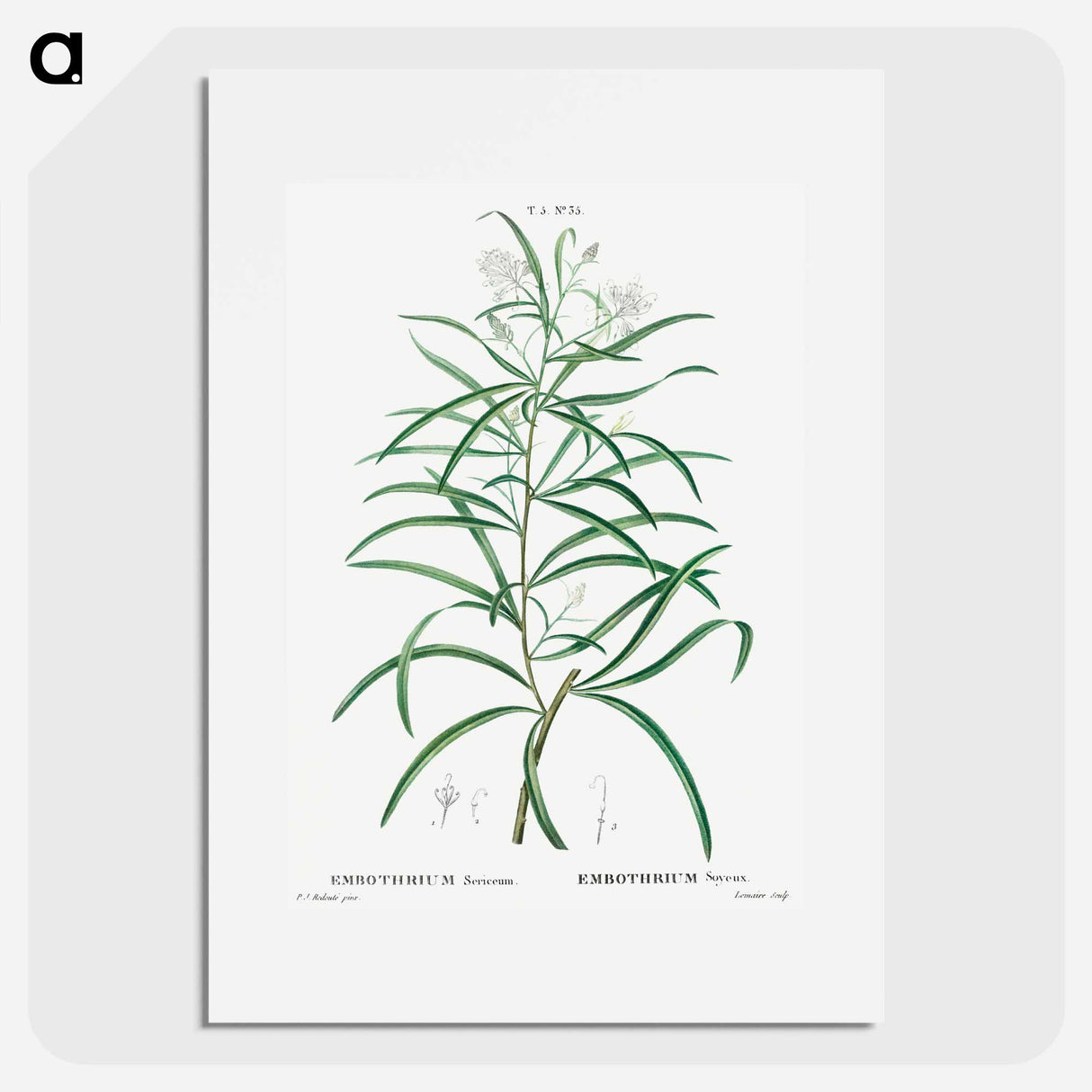 Narrow-leaved Spider Flower - Pierre Joseph Redouté Poster.