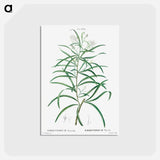 アートポストカード-Narrow-leaved Spider Flower - ピエール ジョゼフ ルドゥーテ Postcard.
