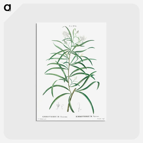 アートポストカード-Narrow-leaved Spider Flower - ピエール ジョゼフ ルドゥーテ Postcard.