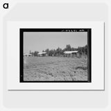 Cabins at the Delta cooperative farm - Dorothea Lange Poster.