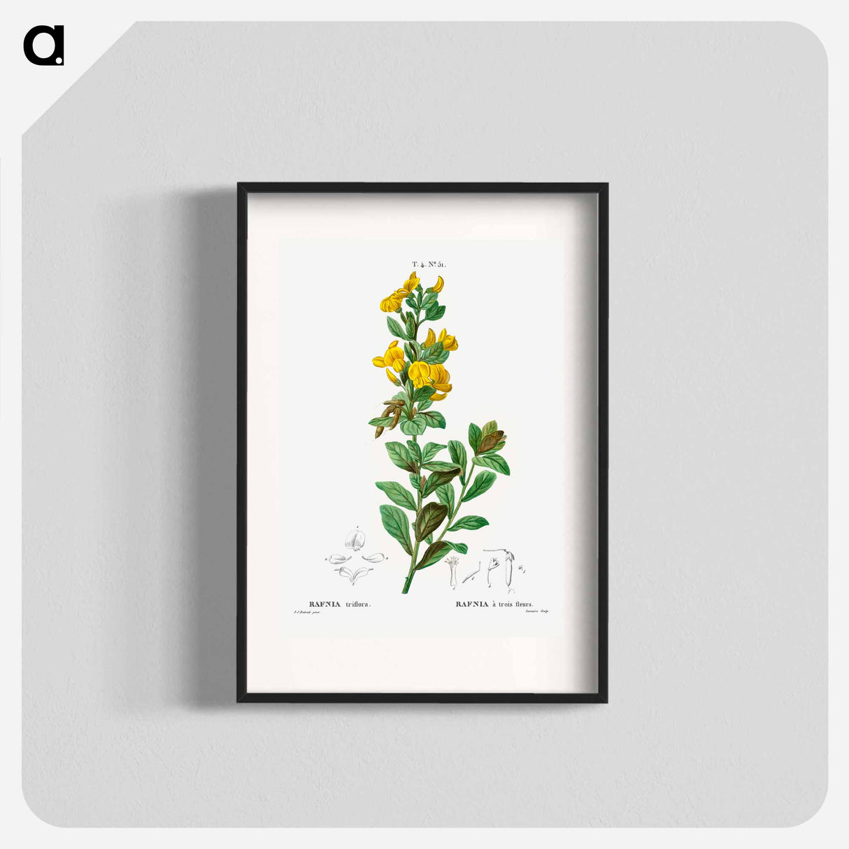 Rafnia triflora - Pierre Joseph Redouté Poster.