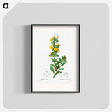 Rafnia triflora - Pierre Joseph Redouté Poster.