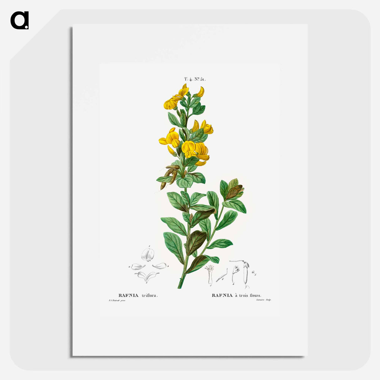 Rafnia triflora - Pierre Joseph Redouté Poster.