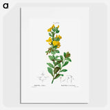 Rafnia triflora - Pierre Joseph Redouté Poster.