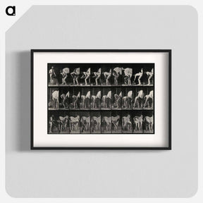 アートポスター-Shoeing the Horse
 - エドワード マイブリッジ Poster.