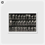 アートポストカード-Shoeing the Horse
 - エドワード マイブリッジ Postcard.