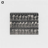 アートメモ帳-Shoeing the Horse
 - エドワード マイブリッジ Memo.