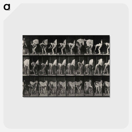 アートポストカード-Shoeing the Horse
 - エドワード マイブリッジ Postcard.