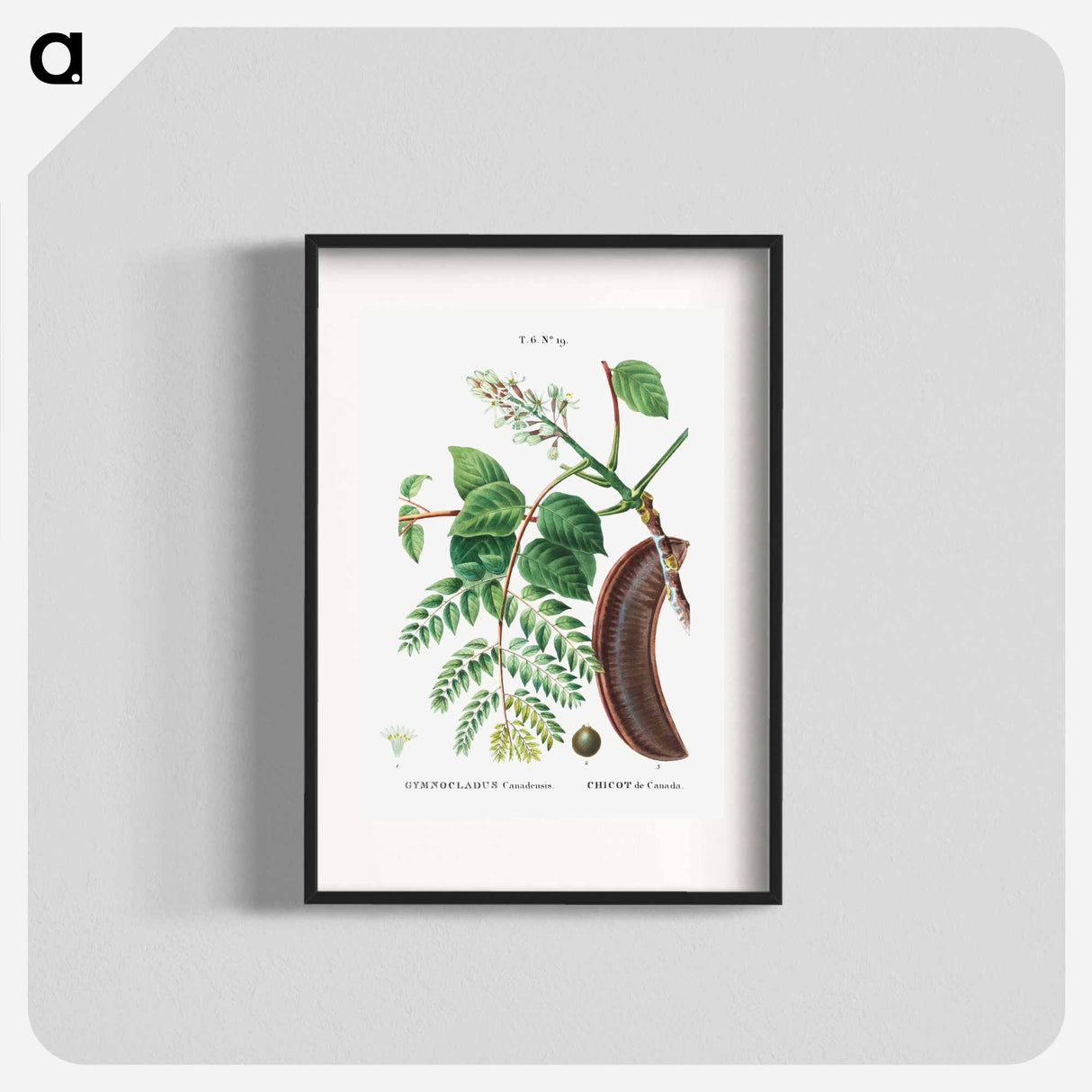 Kentucky coffeetree - Pierre Joseph Redouté Poster.