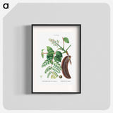 Kentucky coffeetree - Pierre Joseph Redouté Poster.
