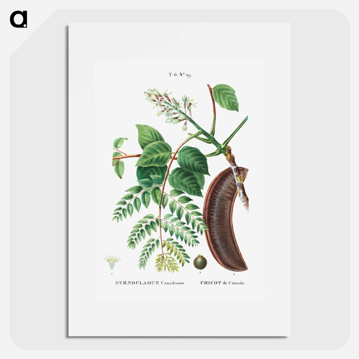 Kentucky coffeetree - Pierre Joseph Redouté Poster.