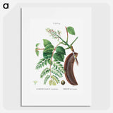 Kentucky coffeetree - Pierre Joseph Redouté Poster.